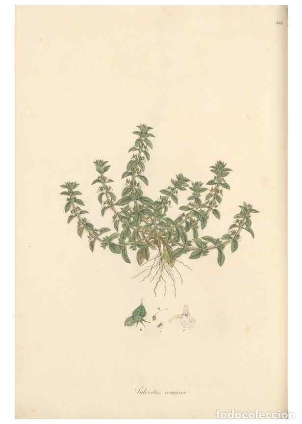 Collezionismo di Riviste e Giornali: Reproducci&oacute;n/Reproduction 49557902752: Flora Graeca, sive, Plantarum rariorum historia, quas in prov