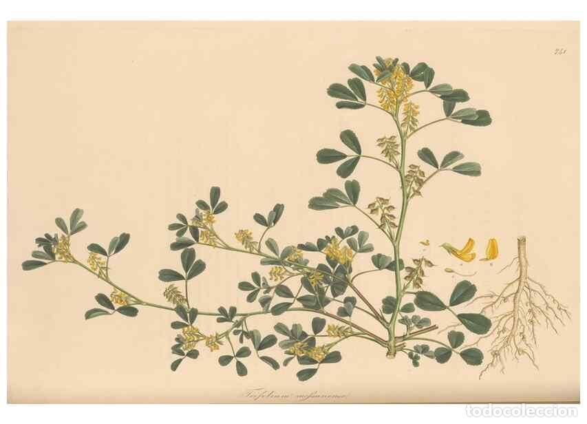 Collezionismo di Riviste e Giornali: Reproducci&oacute;n/Reproduction 49579825036: Flora Graeca, sive, Plantarum rariorum historia, quas in prov