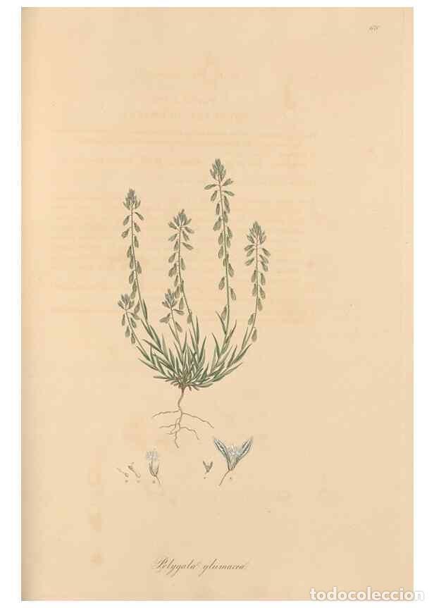 Collezionismo di Riviste e Giornali: Reproducci&oacute;n/Reproduction 49557994037: Flora Graeca, sive, Plantarum rariorum historia, quas in prov