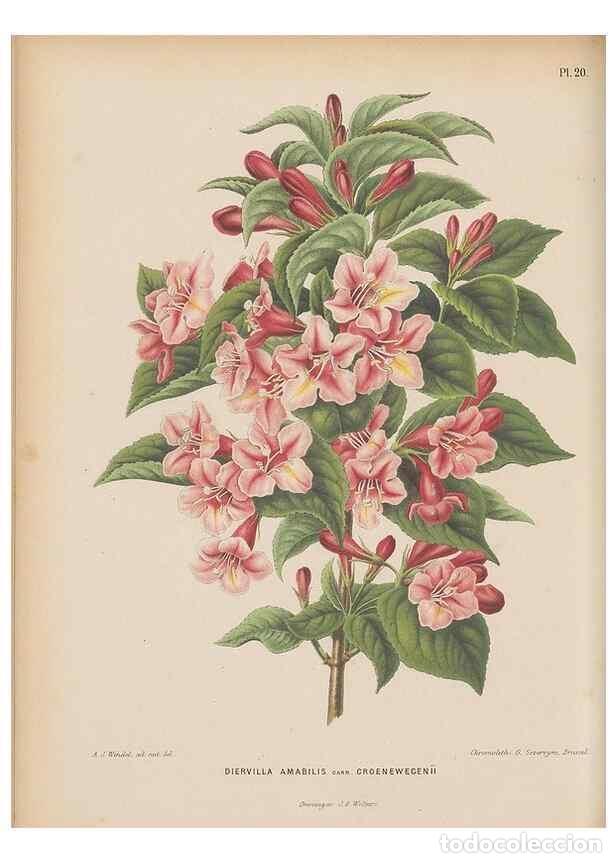 Collezionismo di Riviste e Giornali: Reproducci&oacute;n/Reproduction 49797553523: Flora :. Groningen :J.B. Wolters,[1868]. - Witte, H.