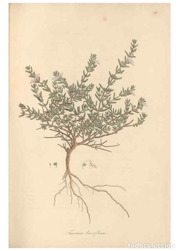 Collezionismo di Riviste e Giornali: Reproducci&oacute;n/Reproduction 49557163048: Flora Graeca, sive, Plantarum rariorum historia, quas in prov