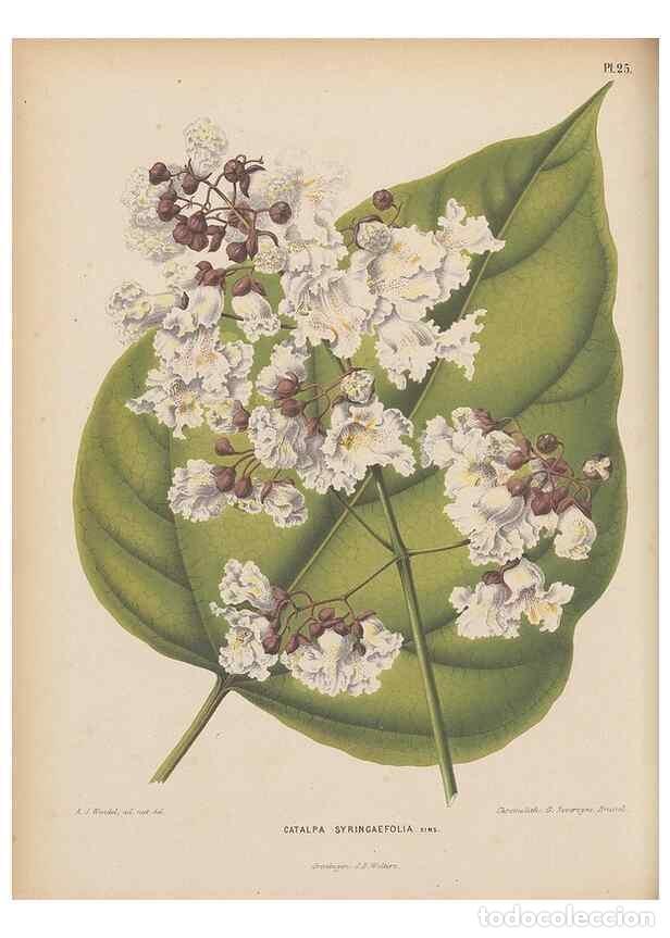 Collezionismo di Riviste e Giornali: Reproducci&oacute;n/Reproduction 49797554833: Flora :. Groningen :J.B. Wolters,[1868]. - Witte, H.