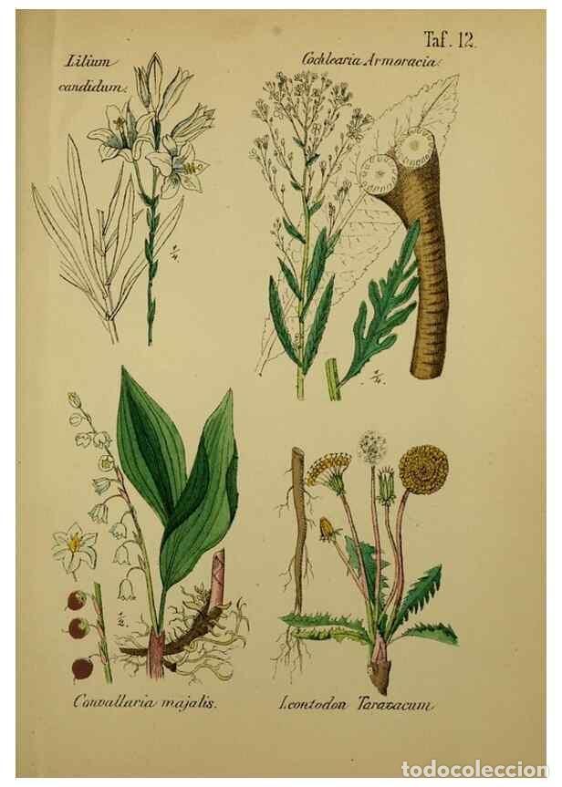 Collectionnisme de Revues et Journaux: Reproducci&oacute;n/Reproduction 49579175032: Anleitung zu Anbau, Ernte und Verwendung der Arzneipflanzen..