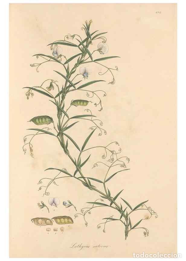 Collectionnisme de Revues et Journaux: Reproducci&oacute;n/Reproduction 49557767271: Flora Graeca, sive, Plantarum rariorum historia, quas in prov