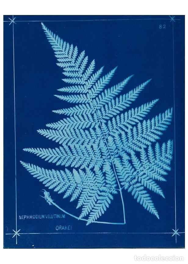 Collectionnisme de Revues et Journaux: Reproducci&oacute;n/Reproduction 49805410628: [New Zealand ferns]. Auckland, New ZealandDobbie, H. B.1880.