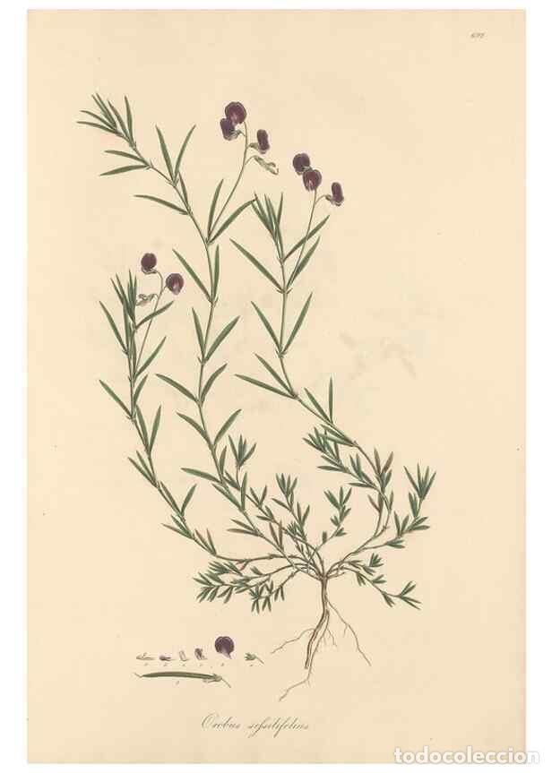 Collectionnisme de Revues et Journaux: Reproducci&oacute;n/Reproduction 49558001407: Flora Graeca, sive, Plantarum rariorum historia, quas in prov