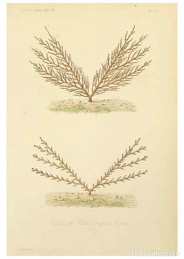 Collectionnisme de Revues et Journaux: Reproducci&oacute;n/Reproduction 49583207188: Le R&egrave;gne v&eacute;g&eacute;tal;. Paris,L. Gu&eacute;rin,1870-72.. - R&eacute;veil, O.