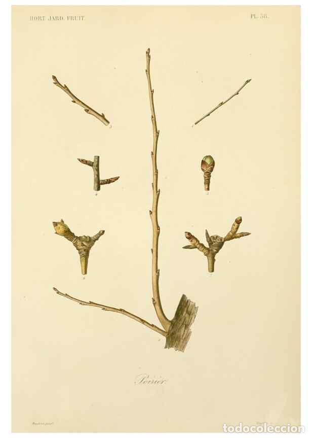 Collectionnisme de Revues et Journaux: Reproducci&oacute;n/Reproduction 49583939637: Le R&egrave;gne v&eacute;g&eacute;tal;. Paris,L. Gu&eacute;rin,1870-72.. - R&eacute;veil, O.