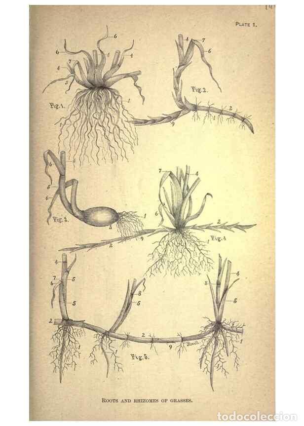 Collectionnisme de Revues et Journaux: Reproducci&oacute;n/Reproduction 49579171671: The agricultural grasses and forage plants of the United Stat