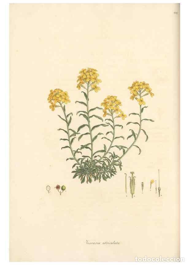 Collectionnisme de Revues et Journaux: Reproducci&oacute;n/Reproduction 49557980652: Flora Graeca, sive, Plantarum rariorum historia, quas in prov
