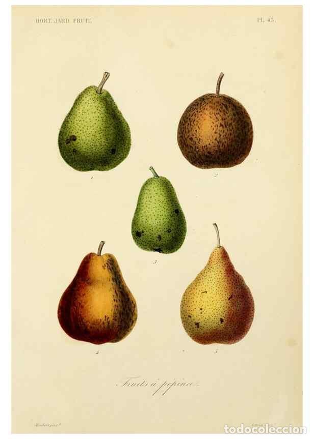 Collectionnisme de Revues et Journaux: Reproducci&oacute;n/Reproduction 49583706776: Le R&egrave;gne v&eacute;g&eacute;tal;. Paris,L. Gu&eacute;rin,1870-72.. - R&eacute;veil, O.