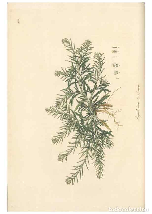 Collectionnisme de Revues et Journaux: Reproducci&oacute;n/Reproduction 49557250668: Flora Graeca, sive, Plantarum rariorum historia, quas in prov