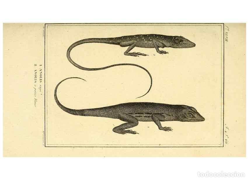 Collectionnisme de Revues et Journaux: Reproducci&oacute;n/Reproduction 49814238912: Histoire naturelle, g&eacute;n&eacute;rale et particuli&egrave;re, des reptiles. A