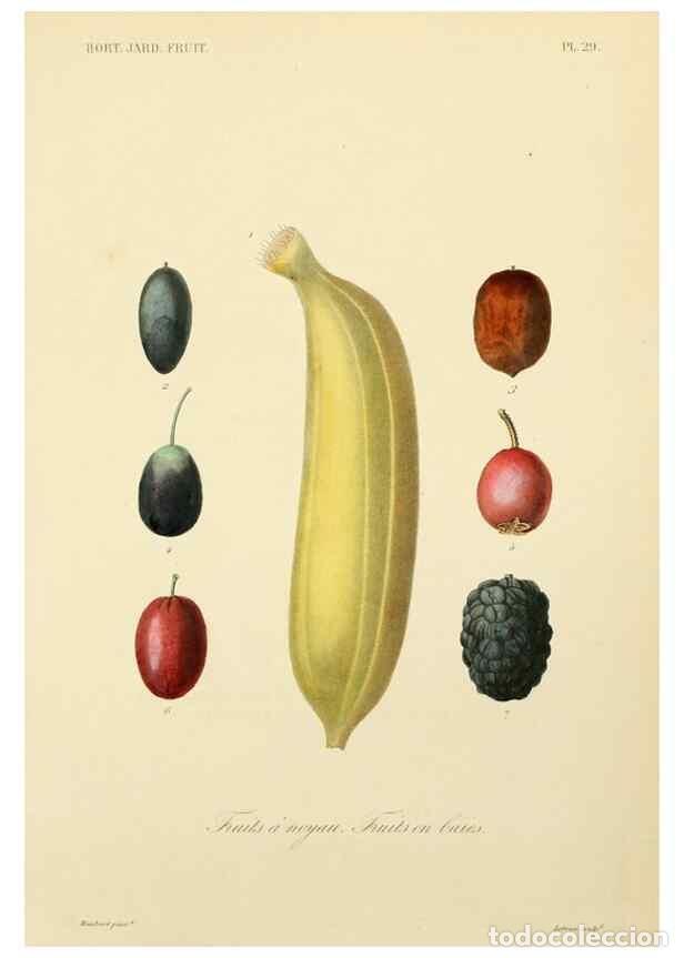 Collectionnisme de Revues et Journaux: Reproducci&oacute;n/Reproduction 49583206138: Le R&egrave;gne v&eacute;g&eacute;tal;. Paris,L. Gu&eacute;rin,1870-72.. - R&eacute;veil, O.