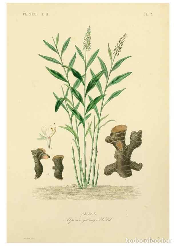 Collezionismo di Riviste e Giornali: Reproducci&oacute;n/Reproduction 49583626736: Le R&egrave;gne v&eacute;g&eacute;tal;. Paris,L. Gu&eacute;rin,1870-72.. - R&eacute;veil, O.