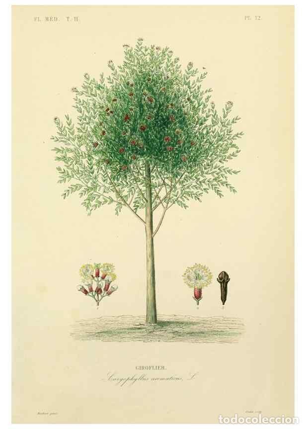 Collezionismo di Riviste e Giornali: Reproducci&oacute;n/Reproduction 49583628146: Le R&egrave;gne v&eacute;g&eacute;tal;. Paris,L. Gu&eacute;rin,1870-72.. - R&eacute;veil, O.