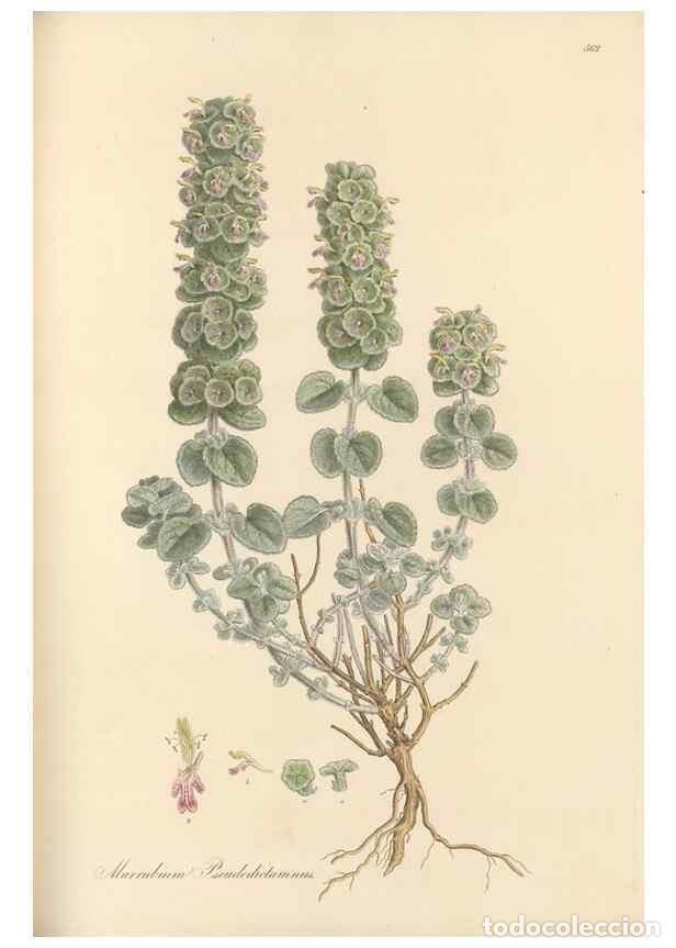 Collection Magazines and Newspapers: Reproducci&oacute;n/Reproduction 49557905592: Flora Graeca, sive, Plantarum rariorum historia, quas in prov