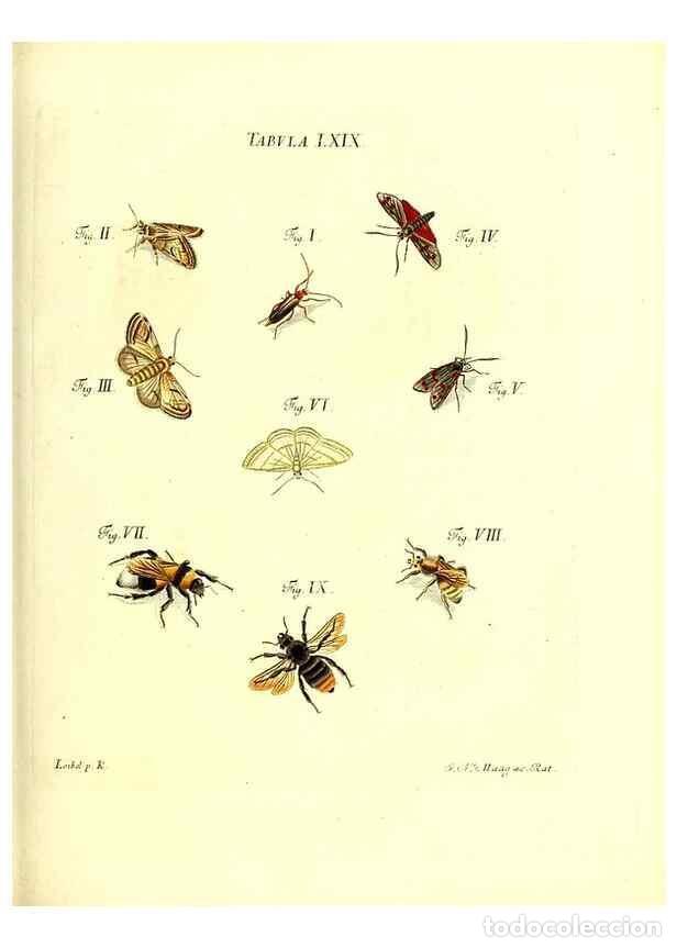 Collection Magazines and Newspapers: Reproducci&oacute;n/Reproduction 49809749688: Iacobi Christiani Schaefferi s.s. theologiae et philosophiae