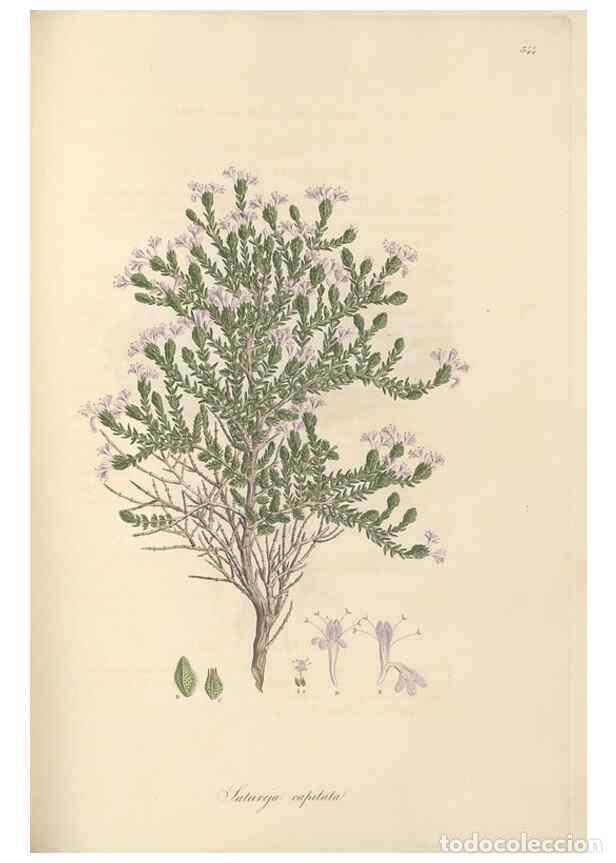 Collection Magazines and Newspapers: Reproducci&oacute;n/Reproduction 49557168383: Flora Graeca, sive, Plantarum rariorum historia, quas in prov