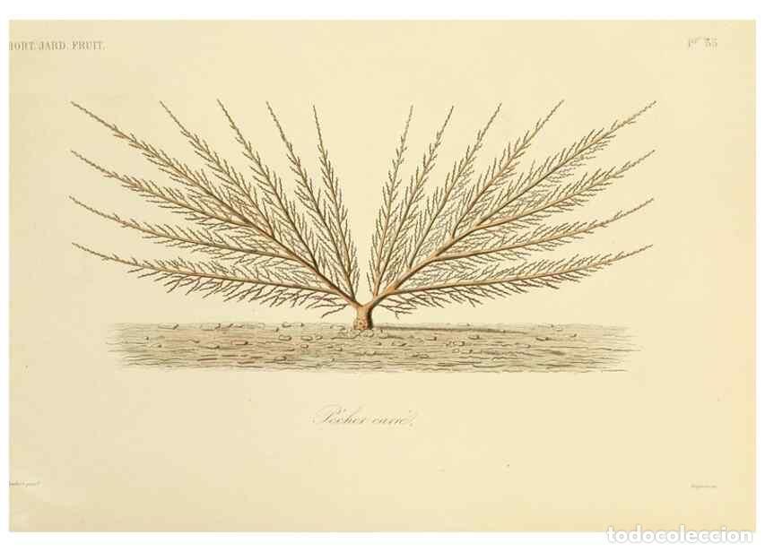 Collection Magazines and Newspapers: Reproducci&oacute;n/Reproduction 49583704781: Le R&egrave;gne v&eacute;g&eacute;tal;. Paris,L. Gu&eacute;rin,1870-72.. - R&eacute;veil, O.