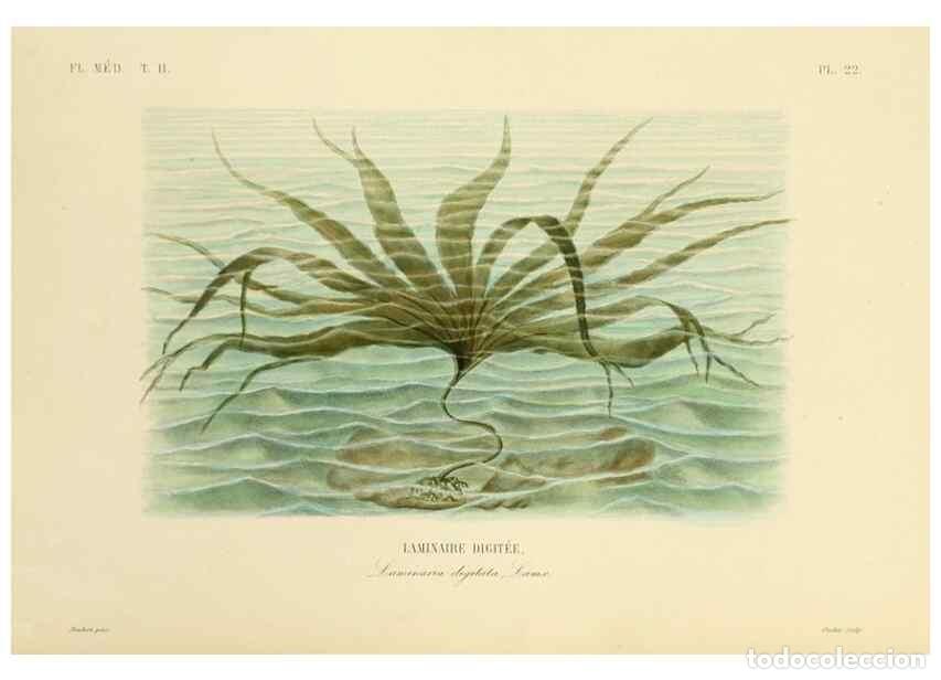 Collection Magazines and Newspapers: Reproducci&oacute;n/Reproduction 49583866577: Le R&egrave;gne v&eacute;g&eacute;tal;. Paris,L. Gu&eacute;rin,1870-72.. - R&eacute;veil, O.