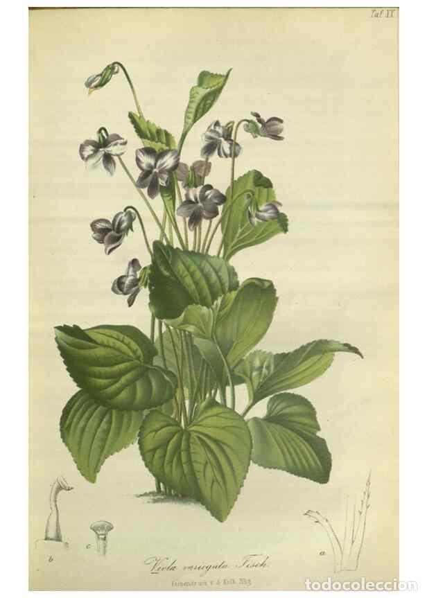 Collection Magazines and Newspapers: Reproducci&oacute;n/Reproduction 49802291753: Gartenflora.. Erlangen :F. Enke,1852-1940.. - Deutsche Garten