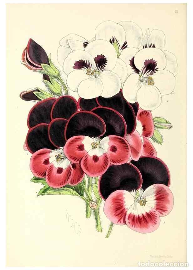 Collection Magazines and Newspapers: Reproducci&oacute;n/Reproduction 49797868172: The floral magazine;. London,L. Reeve & Co.. - Dombrain, Henr