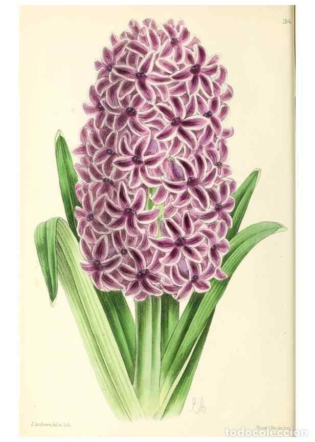 Collezionismo di Riviste e Giornali: Reproducci&oacute;n/Reproduction 49796672583: The floral magazine;. London,L. Reeve & Co.. - Dombrain, Henr