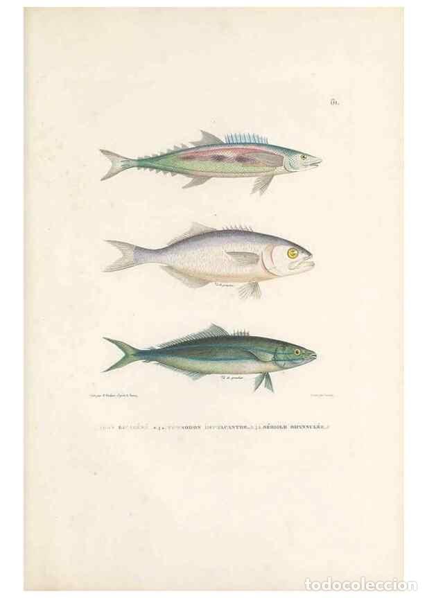 Collezionismo di Riviste e Giornali: Reproducci&oacute;n/Reproduction 49814518987: Voyage autour du monde, entrepris par ordre du roi.. Paris,Ch