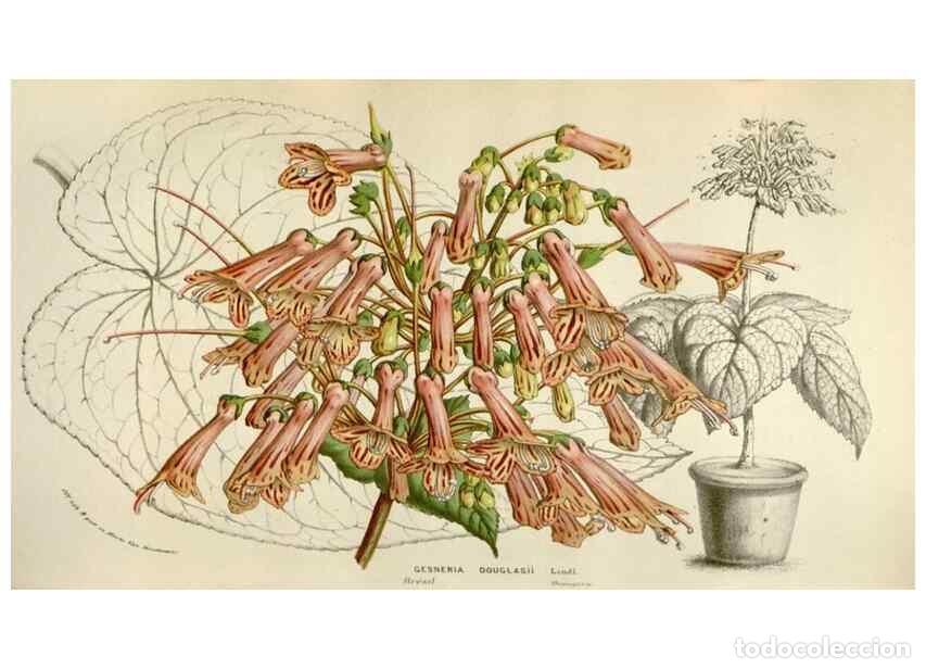 Collezionismo di Riviste e Giornali: Reproducci&oacute;n/Reproduction 49584054971: Flore des serres et des jardins de l'Europe. A Gand :chez Lou