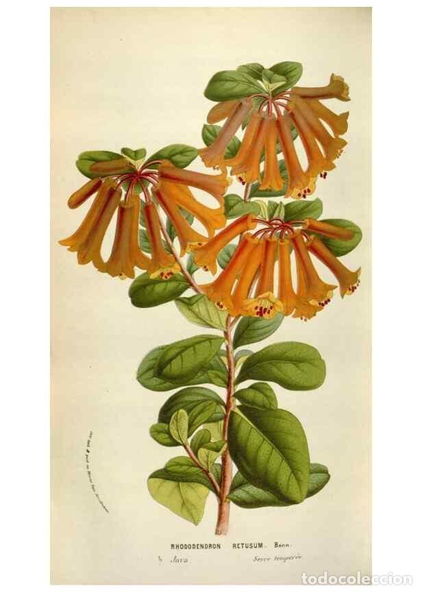 Collezionismo di Riviste e Giornali: Reproducci&oacute;n/Reproduction 49584289367: Flore des serres et des jardins de l'Europe. A Gand :chez Lou