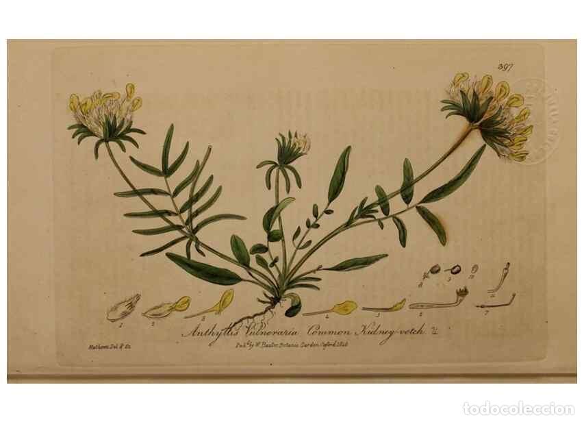 Collezionismo di Riviste e Giornali: Reproducci&oacute;n/Reproduction 49787617863: British phaenogamous botany,. Oxford,Published by the author,