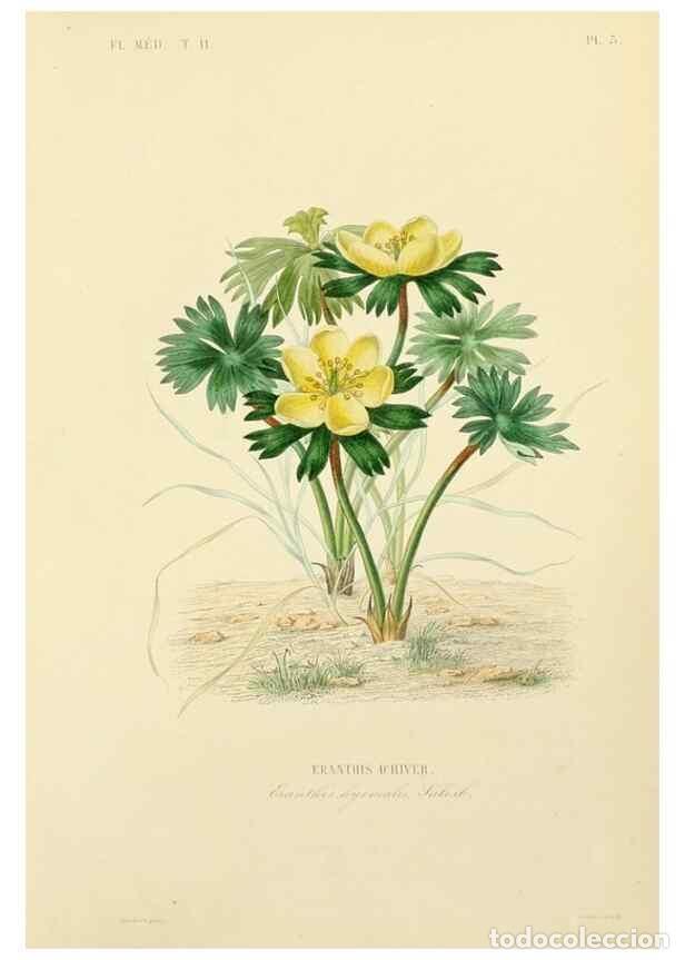 Collezionismo di Riviste e Giornali: Reproducci&oacute;n/Reproduction 49583861397: Le R&egrave;gne v&eacute;g&eacute;tal;. Paris,L. Gu&eacute;rin,1870-72.. - R&eacute;veil, O.