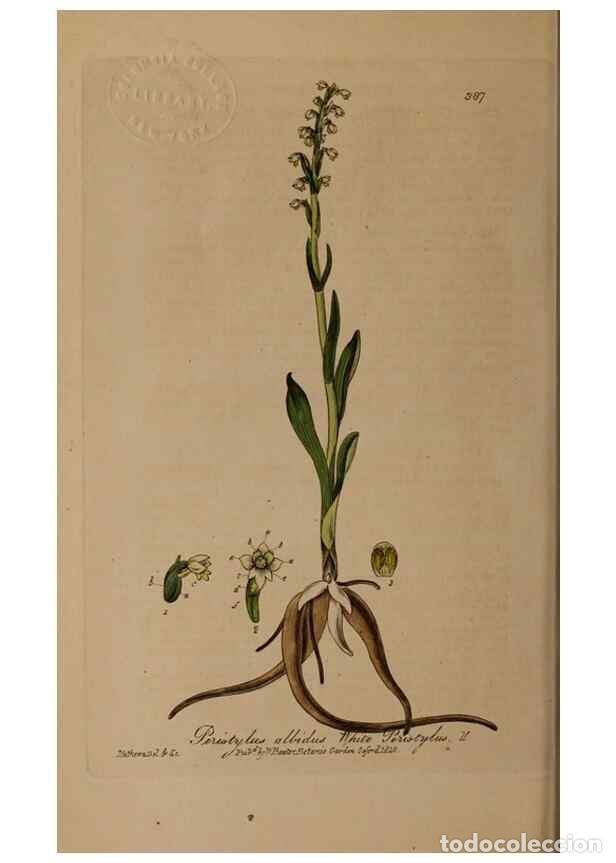 Sammeln von Zeitschriften und Zeitungen: Reproducci&oacute;n/Reproduction 49788475997: British phaenogamous botany,. Oxford,Published by the author,