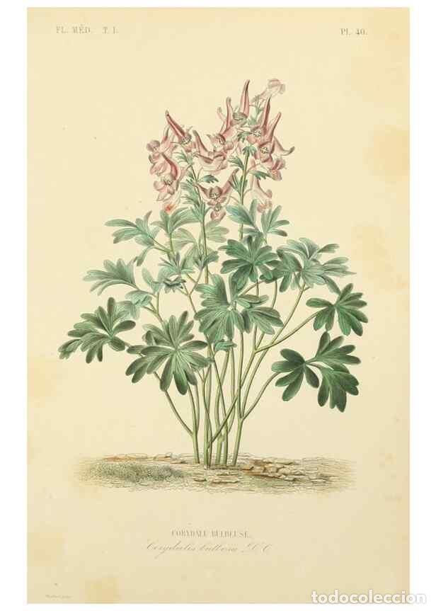 Sammeln von Zeitschriften und Zeitungen: Reproducci&oacute;n/Reproduction 49583521786: Le R&egrave;gne v&eacute;g&eacute;tal;. Paris,L. Gu&eacute;rin,1870-72.. - R&eacute;veil, O.