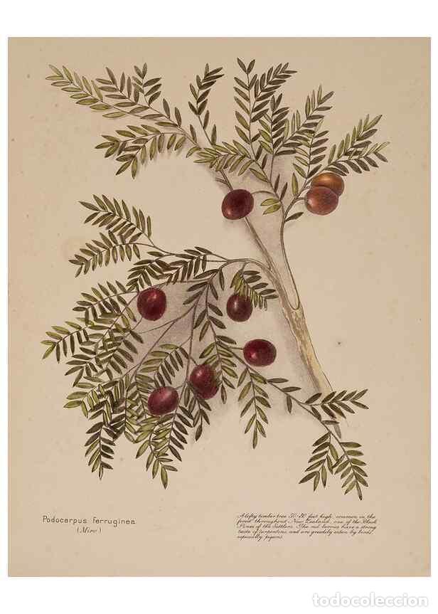 Sammeln von Zeitschriften und Zeitungen: Reproducci&oacute;n/Reproduction 49813700833: New Zealand berries. Nelson, N.Z.H.D. Jackson[1894?]. - Harri