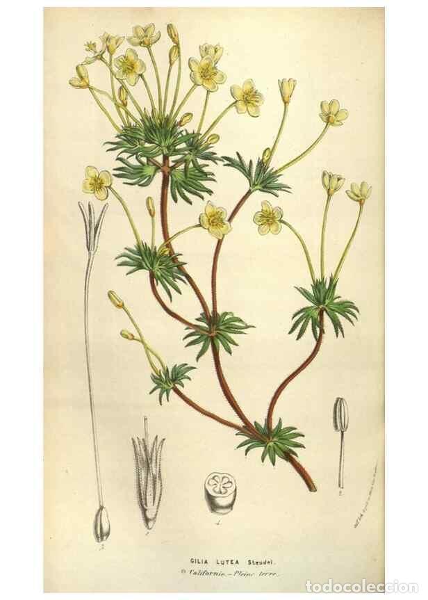 Sammeln von Zeitschriften und Zeitungen: Reproducci&oacute;n/Reproduction 49584058377: Flore des serres et des jardins de l'Europe. A Gand :chez Lou
