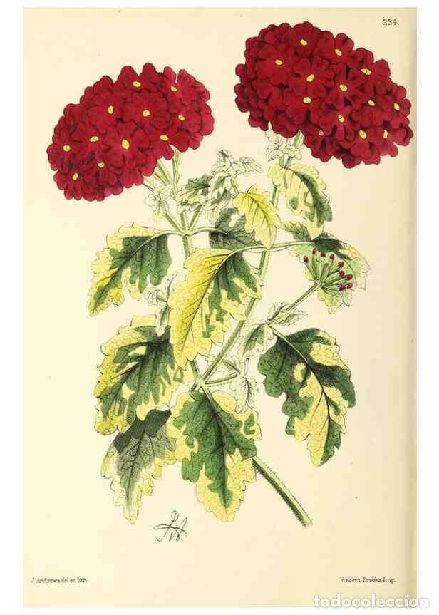 Sammeln von Zeitschriften und Zeitungen: Reproducci&oacute;n/Reproduction 49796684133: The floral magazine;. London,L. Reeve & Co.. - Dombrain, Henr