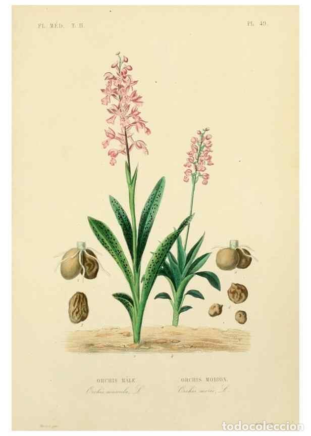 Sammeln von Zeitschriften und Zeitungen: Reproducci&oacute;n/Reproduction 49583142758: Le R&egrave;gne v&eacute;g&eacute;tal;. Paris,L. Gu&eacute;rin,1870-72.. - R&eacute;veil, O.