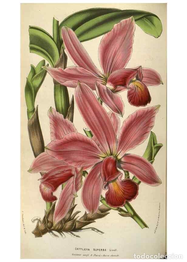 Sammeln von Zeitschriften und Zeitungen: Reproducci&oacute;n/Reproduction 49583834171: Flore des serres et des jardins de l'Europe. A Gand :chez Lou