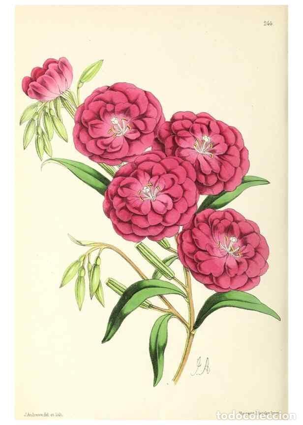 Sammeln von Zeitschriften und Zeitungen: Reproducci&oacute;n/Reproduction 49796687038: The floral magazine;. London,L. Reeve & Co.. - Dombrain, Henr