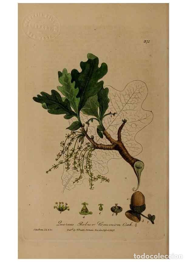 Collection Magazines and Newspapers: Reproducci&oacute;n/Reproduction 49787612338: British phaenogamous botany,. Oxford,Published by the author,