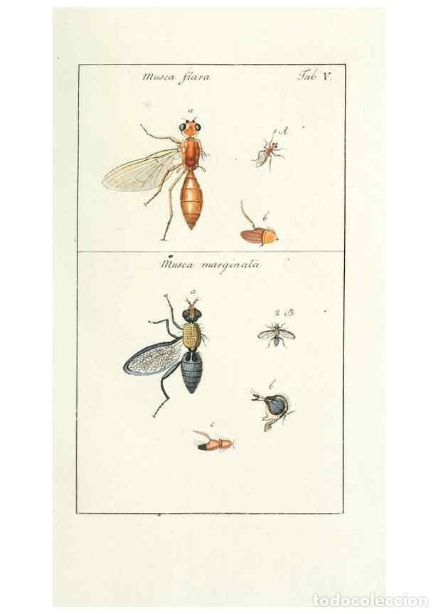 Collection Magazines and Newspapers: Reproducci&oacute;n/Reproduction 49580380192: Genres des mouches dipt&egrave;res repr&eacute;sent&eacute;s en XLII. planches pro