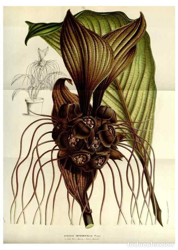 Collection Magazines and Newspapers: Reproducci&oacute;n/Reproduction 49584049317: Flore des serres et des jardins de l'Europe. A Gand :chez Lou