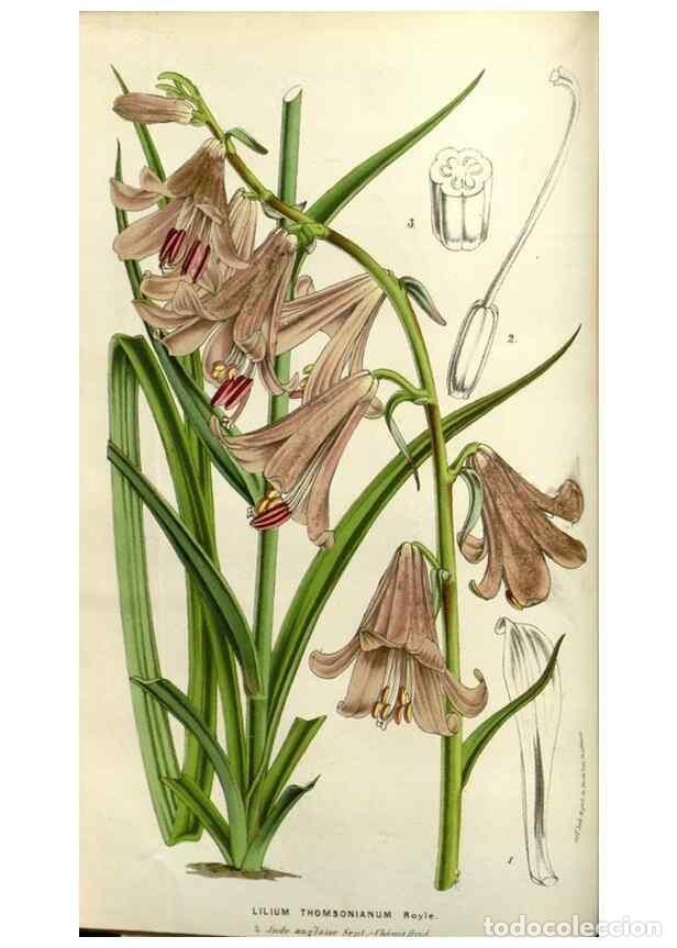 Collection Magazines and Newspapers: Reproducci&oacute;n/Reproduction 49583318833: Flore des serres et des jardins de l'Europe. A Gand :chez Lou