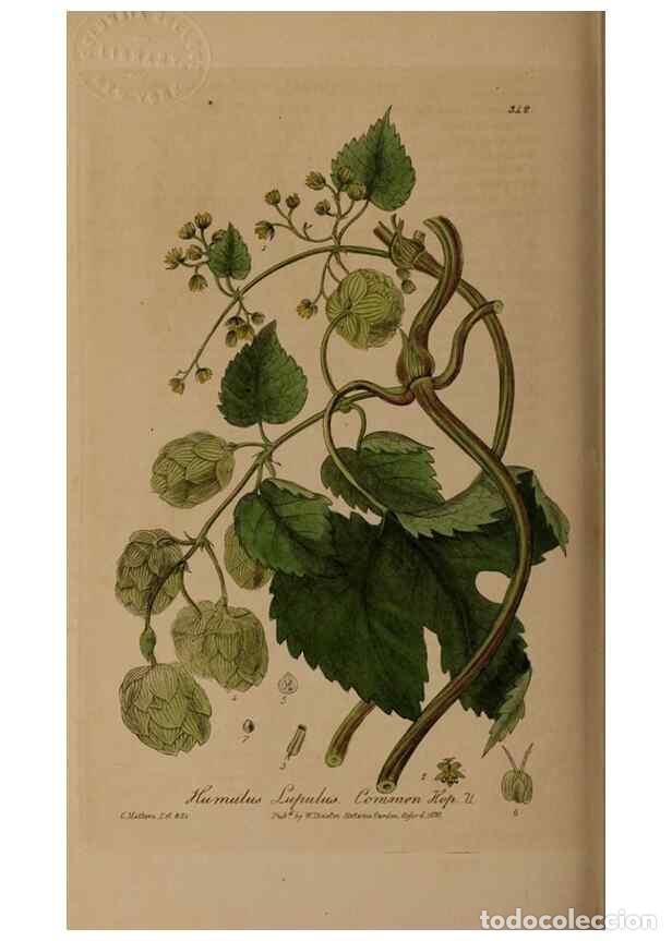 Collection Magazines and Newspapers: Reproducci&oacute;n/Reproduction 49787605988: British phaenogamous botany,. Oxford,Published by the author,