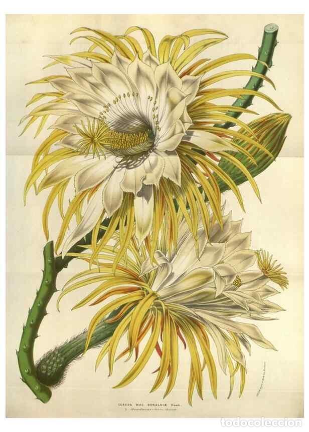 Collection Magazines and Newspapers: Reproducci&oacute;n/Reproduction 49583825851: Flore des serres et des jardins de l'Europe. A Gand :chez Lou