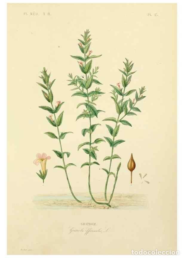 Collection Magazines and Newspapers: Reproducci&oacute;n/Reproduction 49583864157: Le R&egrave;gne v&eacute;g&eacute;tal;. Paris,L. Gu&eacute;rin,1870-72.. - R&eacute;veil, O.