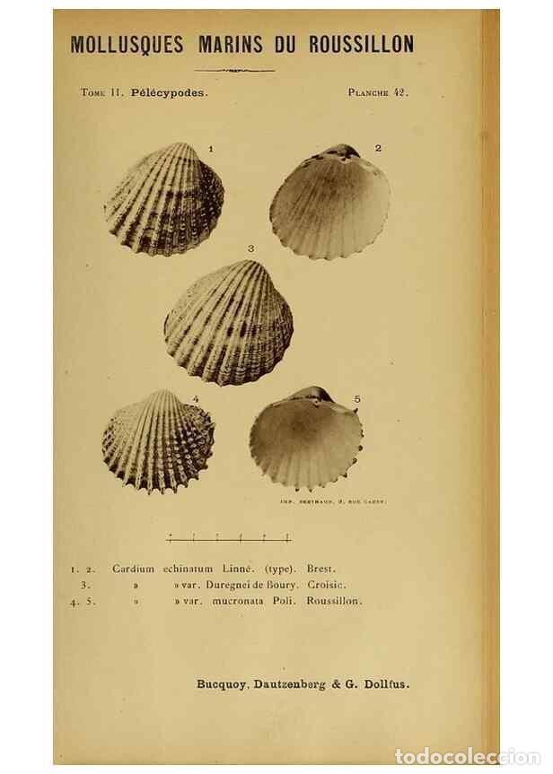 Collection Magazines and Newspapers: Reproducci&oacute;n/Reproduction 49807273827: Les mollusques marins du Roussillon. Paris :J.-B. Bailli&egrave;re,[