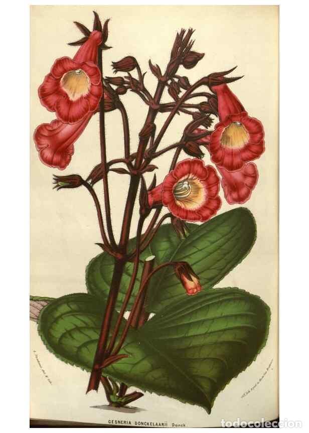 Collection Magazines and Newspapers: Reproducci&oacute;n/Reproduction 49583827256: Flore des serres et des jardins de l'Europe. A Gand :chez Lou